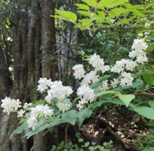 ウツギの花